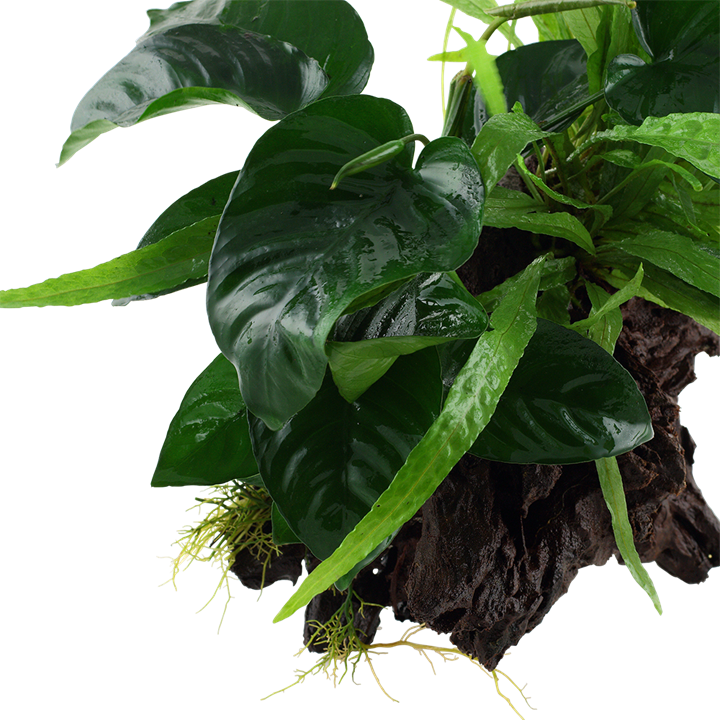 Tropica | Microsorum - Anubias 'Duet' - on wood - XL
