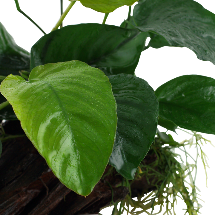 Tropica | Anubias barteri sp. - on wood - XL