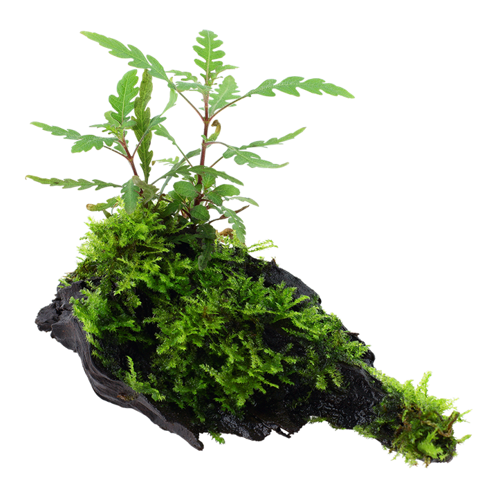 Tropica | Hygrophila pinnatifida and moss - on wood