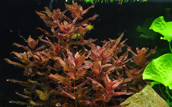 AG | Rotala macrandra - Cup