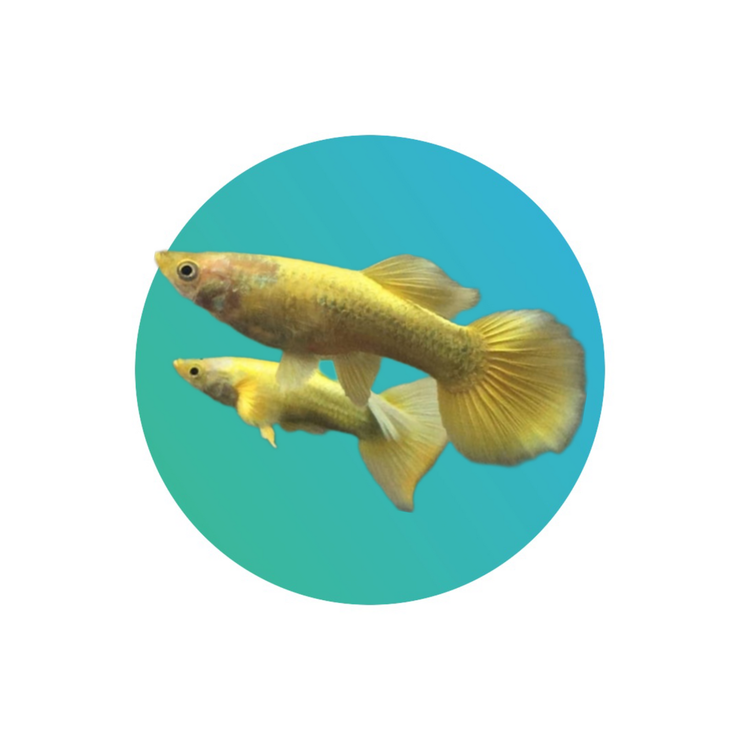 Guppy Full Gold