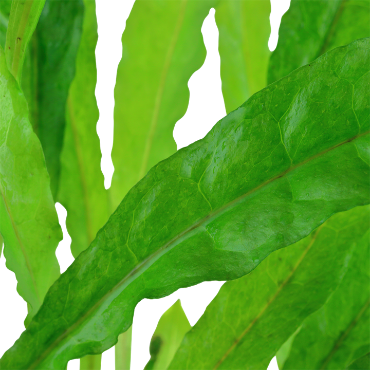 Tropica | Microsorum pteropus or 'Java fern' - XL - Pot