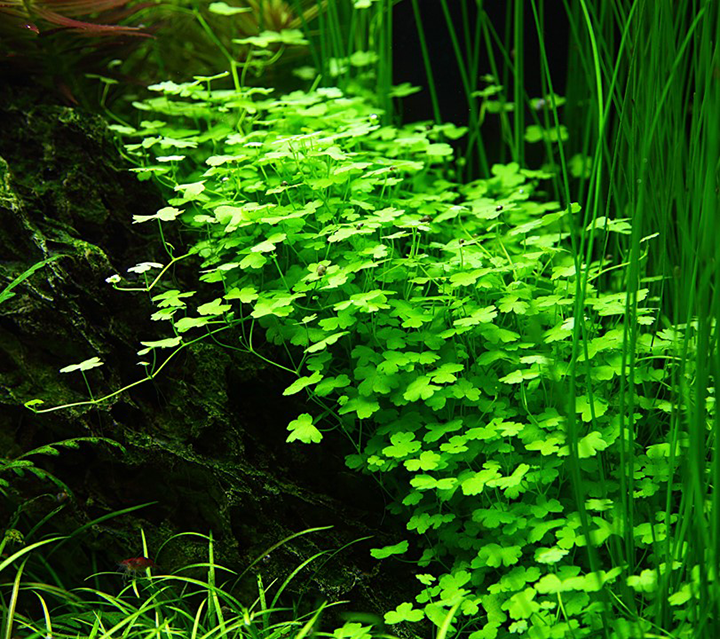 1-2-Grow! Hydrocotyle tripartita