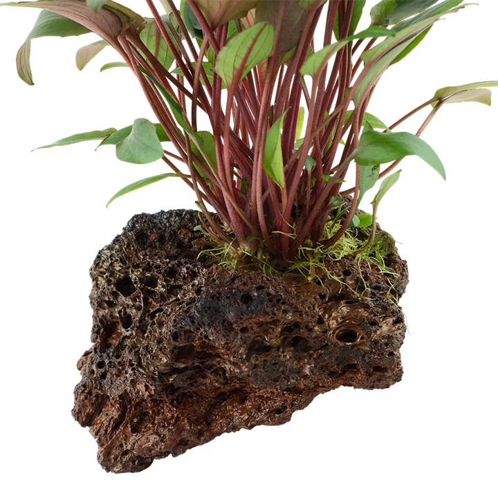 Tropica | Cryptocoryne beckettii 'Petchii' - on lava stone
