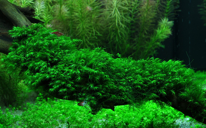 Tropica | Fissidens fontanus