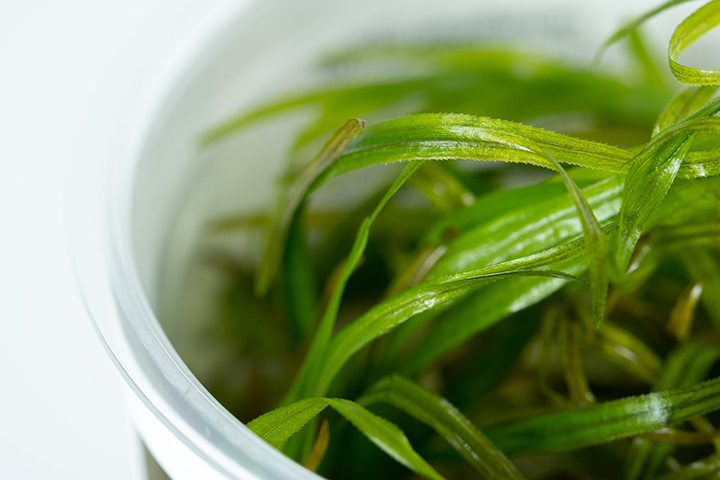 1-2-Grow! Blyxa japonica