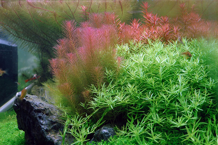 1-2-Grow! Rotala wallichii