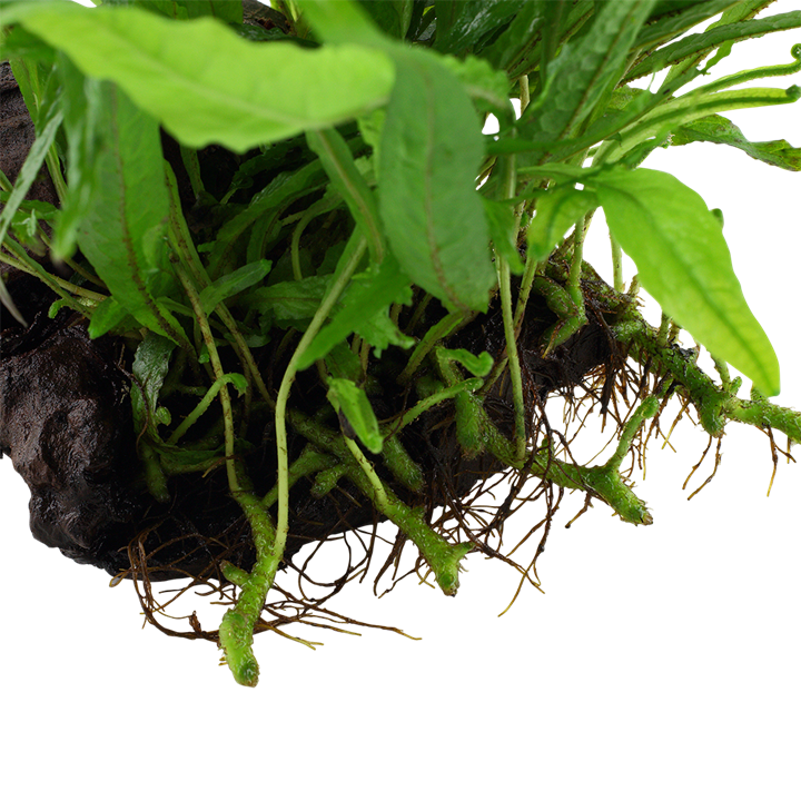 Tropica | Microsorum pteropus 'Narrow' - on wood