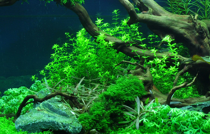 1-2-Grow! Hemianthus micranthemoides or Micranthemum micranthemoides 'Pearlweed'