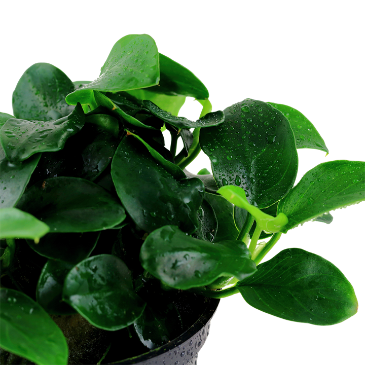 Tropica | Anubias barteri 'Petite' - Pot
