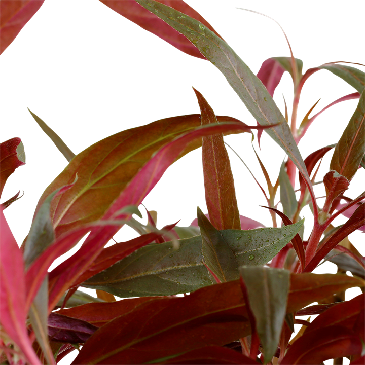 Tropica | Alternanthera reineckii 'Pink' - XL - Pot