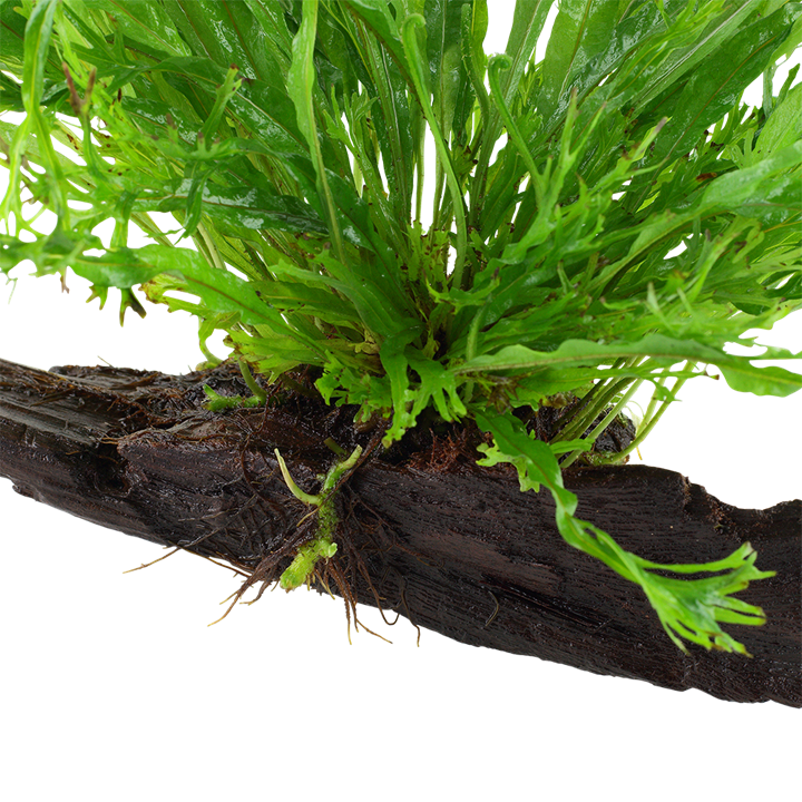 Tropica | Microsorum pteropus 'Windeløv' - on wood