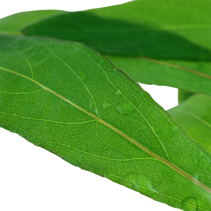 Tropica | Hygrophila 'Siamensis 53B' - Mini in blister