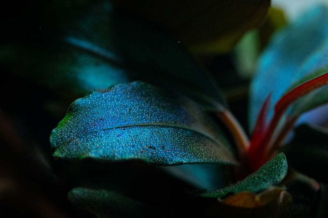 Tropica | Bucephalandra sordidula 'Blue' - Pot
