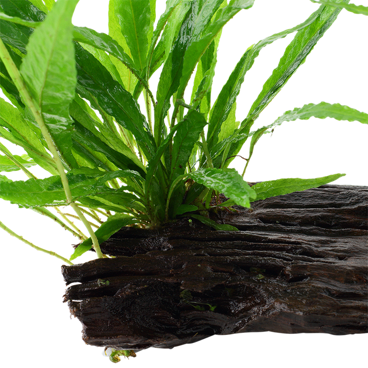 Tropica | Microsorum pteropus or 'Java fern' - on wood - XL