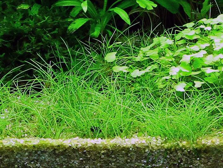 1-2-Grow! Eleocharis acicularis
