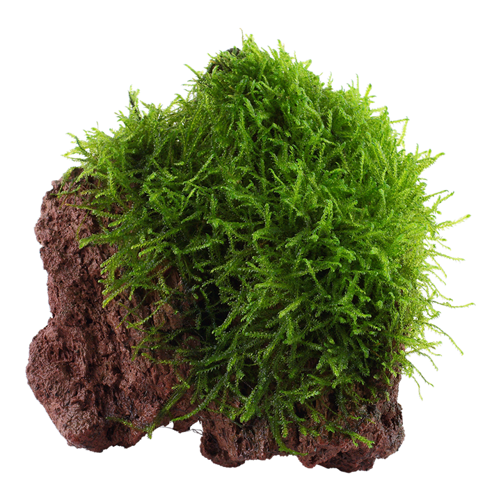 Tropica | Taxiphyllum barbieri 'Bogor Moss' or 'Java Moss' - on lava stone