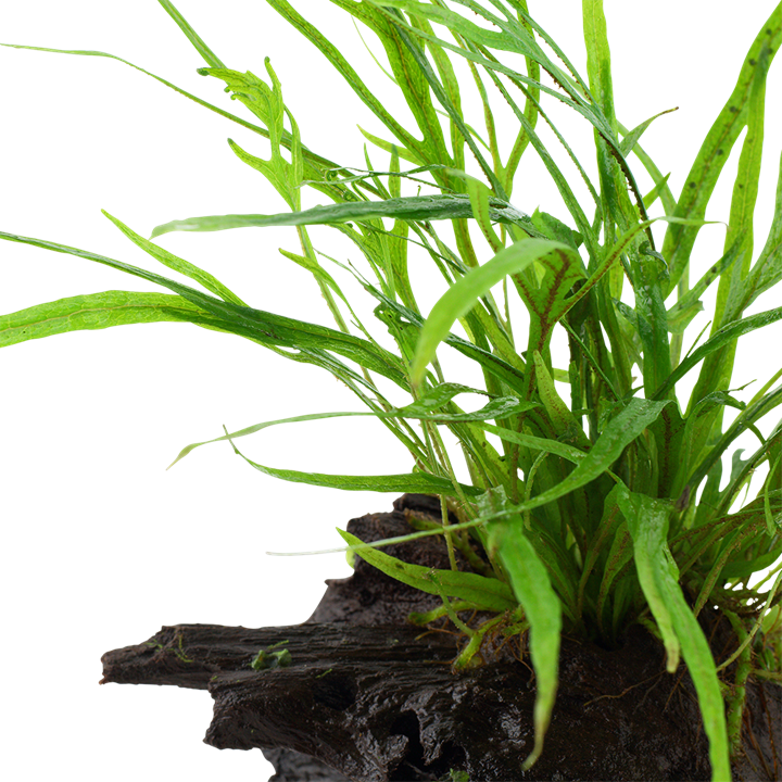Tropica | Microsorum pteropus 'Trident' - on wood