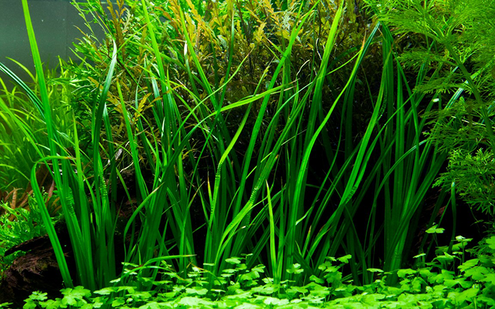 Tropica | Cyperus helferi - Pot