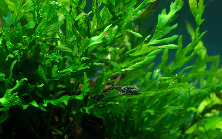 Tropica | Bolbitis heudelotii - Pot