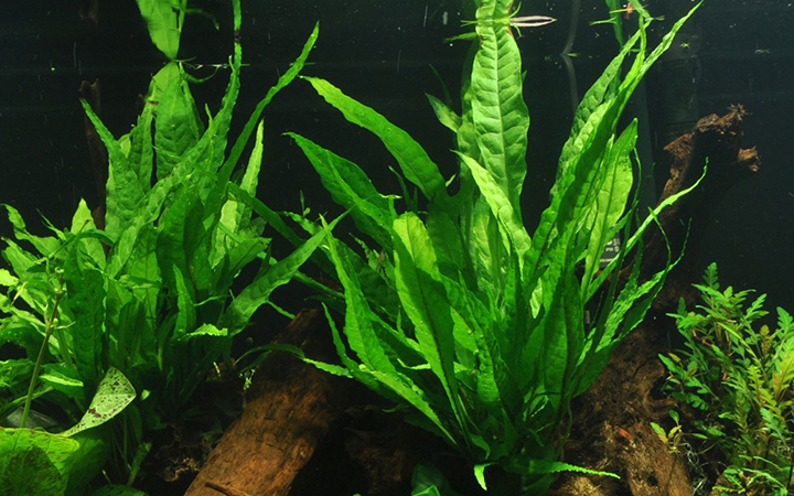 Tropica | Microsorum pteropus or 'Java fern' - on lava stone