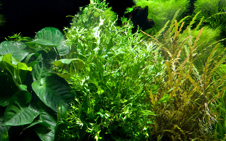 Tropica | Microsorum pteropus 'Windeløv' - on wood