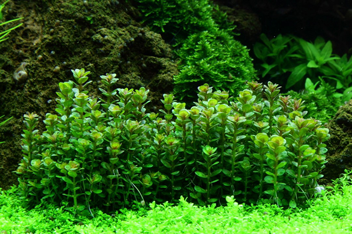 1-2-Grow! Rotala indica 'Bonsai'