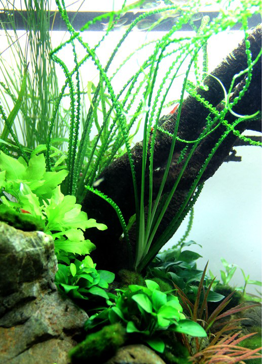 Tropica | Crinum calamistratum - Pot