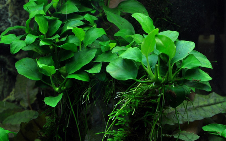 Tropica | Anubias barteri 'Petite' - Pot