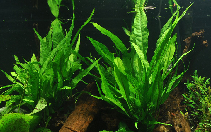Tropica | Microsorum pteropus or 'Java fern' - on wood - XL