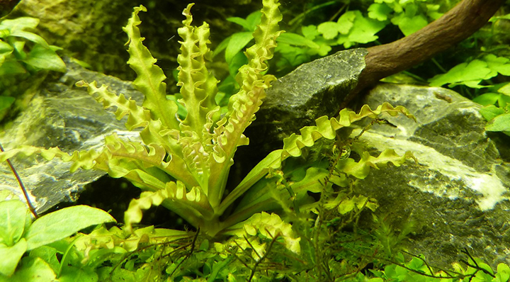 Tropica | Pogostemon helferi - on lava stone