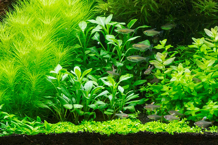 Tropica | Lobelia cardinalis - Pot in blister package