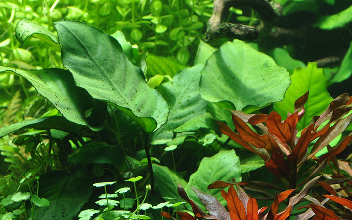 Tropica | Anubias barteri sp. - on wood - XL