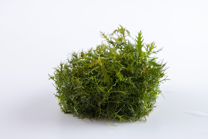 1-2-Grow! Proserpinaca palustris 'Cuba'