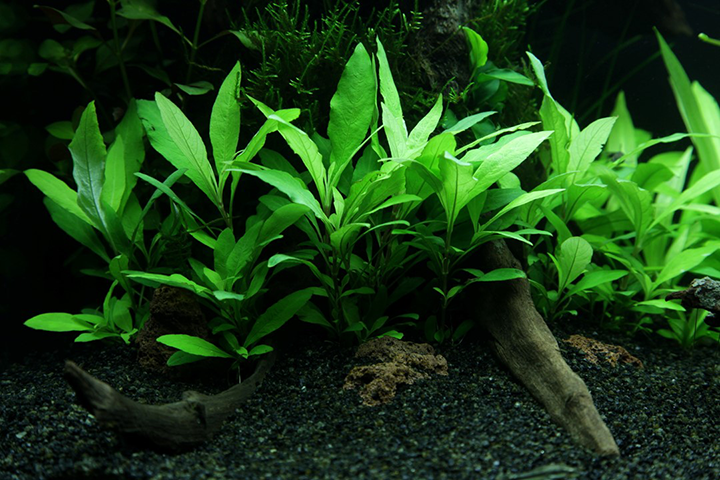 Tropica | Hygrophila 'Siamensis 53B' - Mini in blister