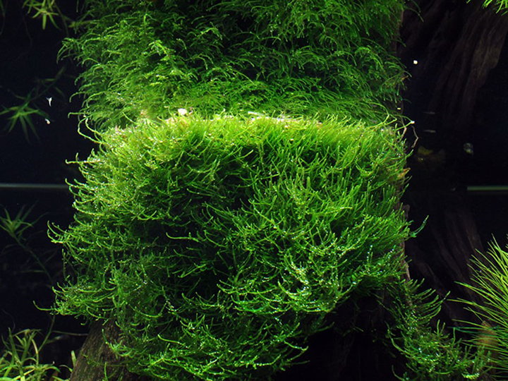 1-2-Grow! Taxiphyllum barbieri 'Bogor Moss' or 'Java Moss'