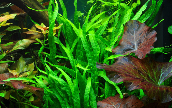 Tropica | Microsorum pteropus 'Narrow' - on wood
