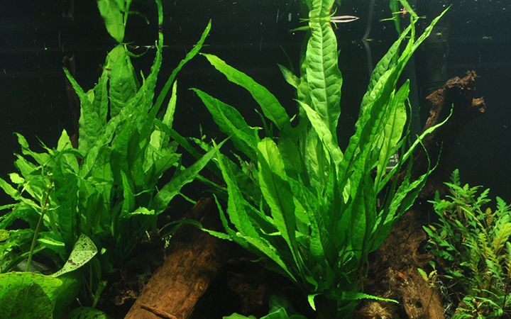Tropica | Microsorum pteropus or 'Java fern' - XL - Pot