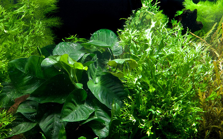 Tropica | Microsorum - Anubias 'Duet' - on wood - XL
