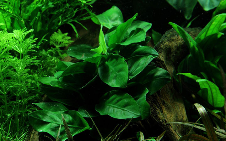 Tropica | Anubias barteri var. nana - Pot