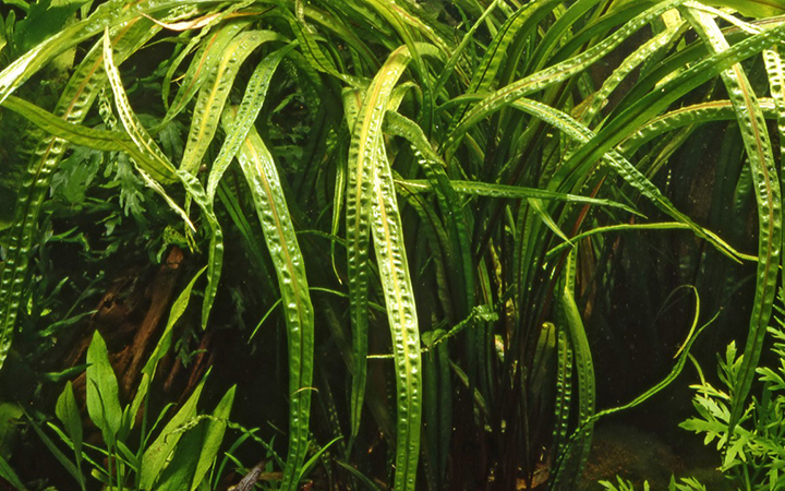 Tropica | Cryptocoryne crispatula - Pot