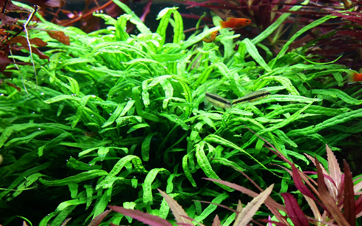 Tropica | Microsorum pteropus 'Trident' - on wood
