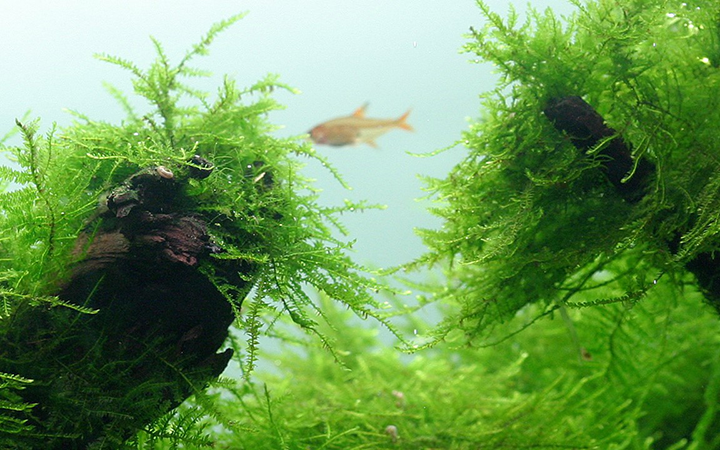 Tropica | Taxiphyllum barbieri 'Bogor Moss' or 'Java Moss' - on lava stone