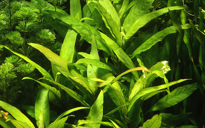 Tropica | Hygrophila corymbosa 'Siamensis' - XL - Pot
