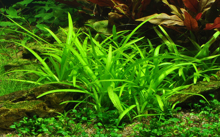 1-2-Grow! Sagittaria subulata