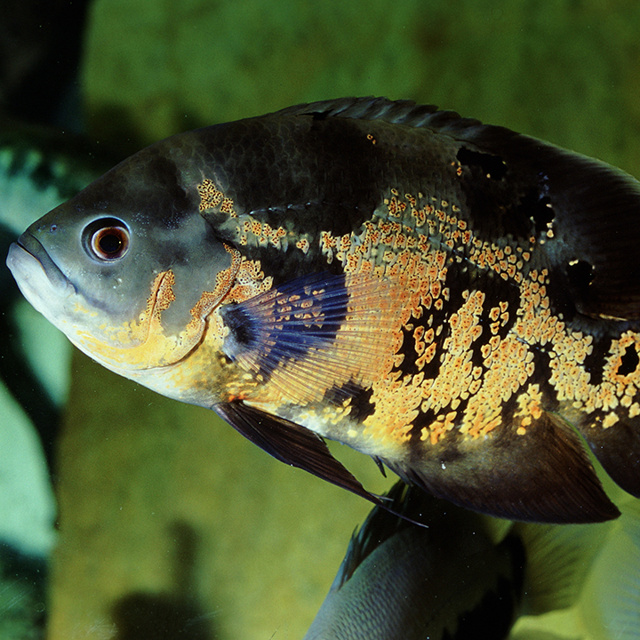 JBL PRONOVO CICHLID GRANO XL - 1000 mL