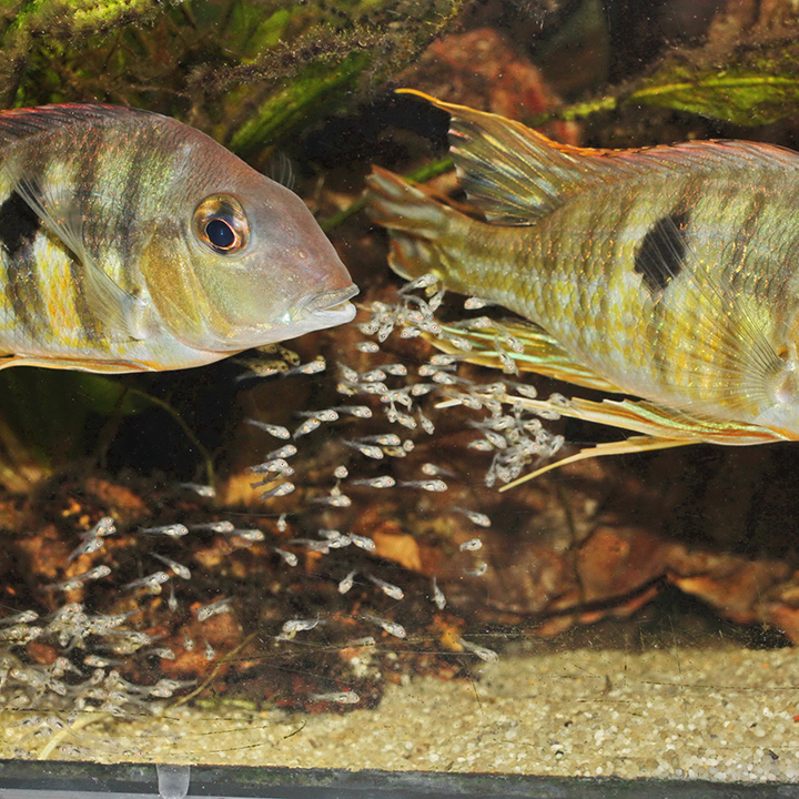 JBL PRONOVO BEL GRANO BABY