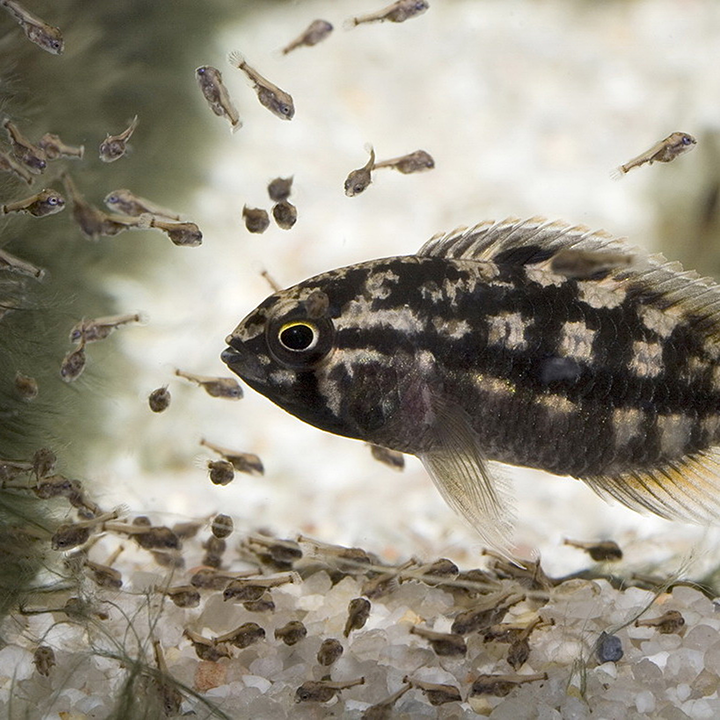 JBL PRONOVO BEL GRANO BABY