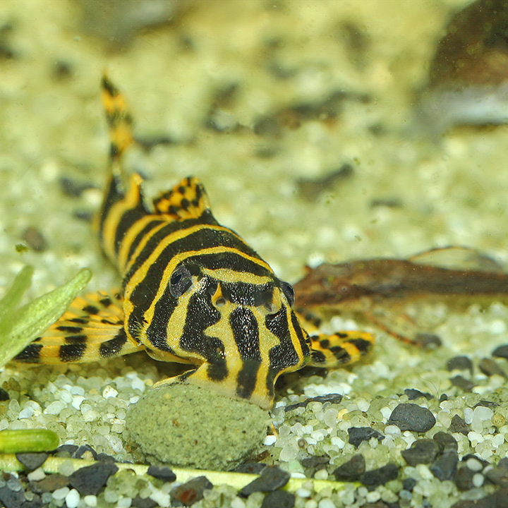 JBL PRONOVO PLECO WAFER M