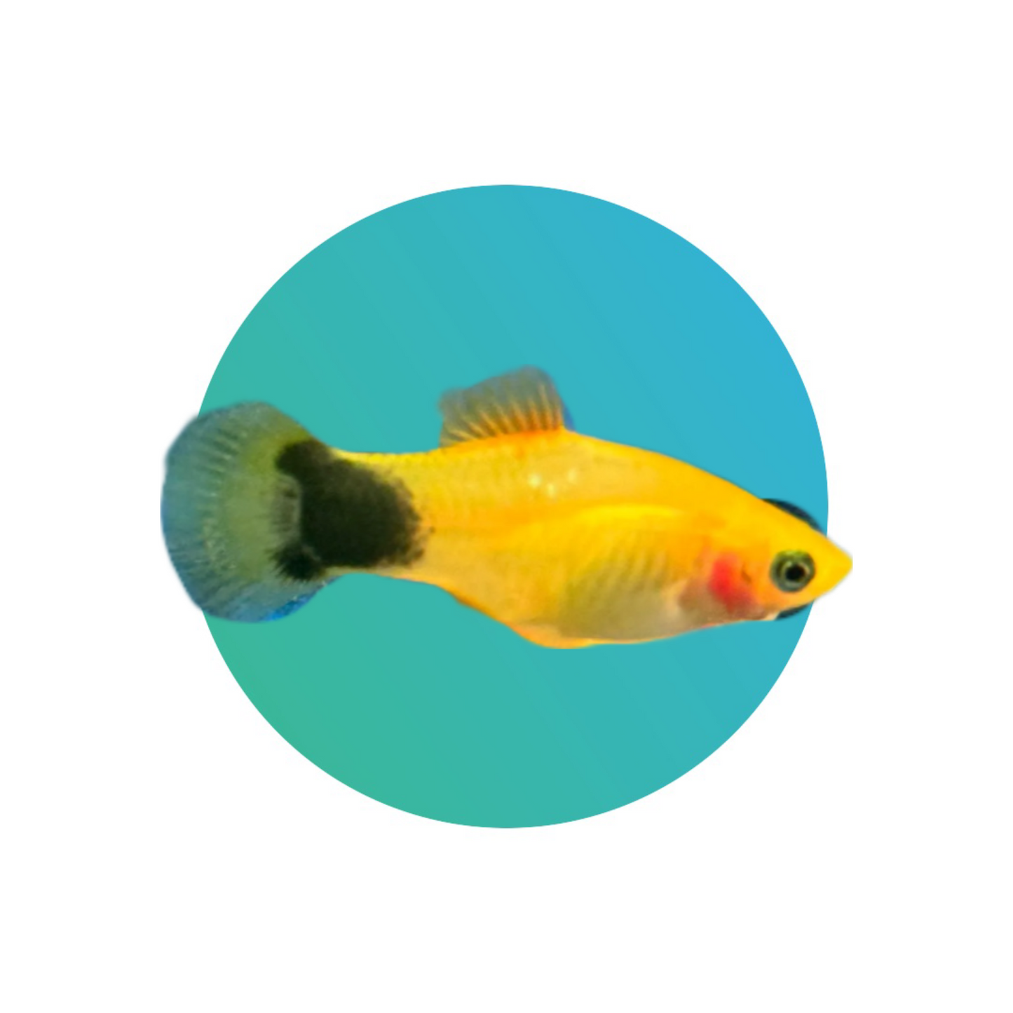 Yellow moon platy